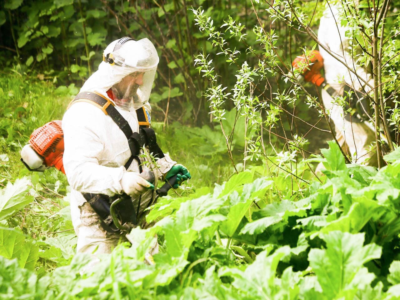 Уничтожение Борщевика Сосновского гербицидами на участке